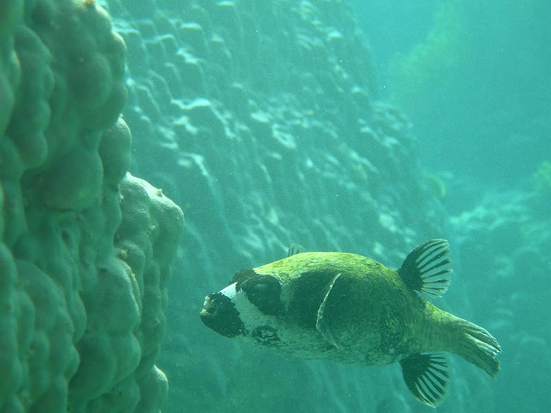 SAFAGA 07  2008 186.jpg